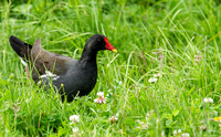 Coots, Moorhens and Rails