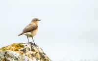 Whinchat