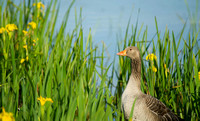 Greylag Geese