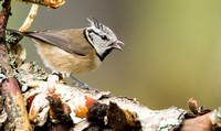 Crested Tits