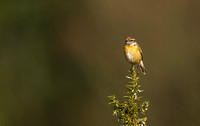 Stonechat