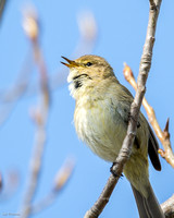 Chiffchaff
