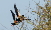 Egyptian Geese