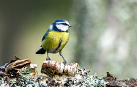Stock Bird images by Species