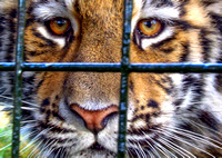 Stock Captive Animal images by group