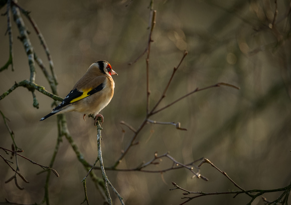 Goldfinch in morning Light
