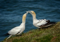 Gannets and Boobies