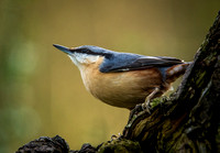 Creepers and Nuthatch