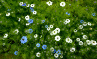 Stock Flora Images by group